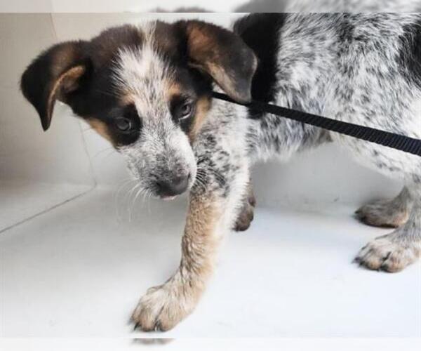 Medium Photo #1 Mutt Puppy For Sale in Houston, TX, USA