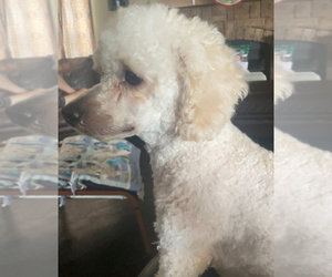 Father of the Poodle (Toy) puppies born on 11/10/2025