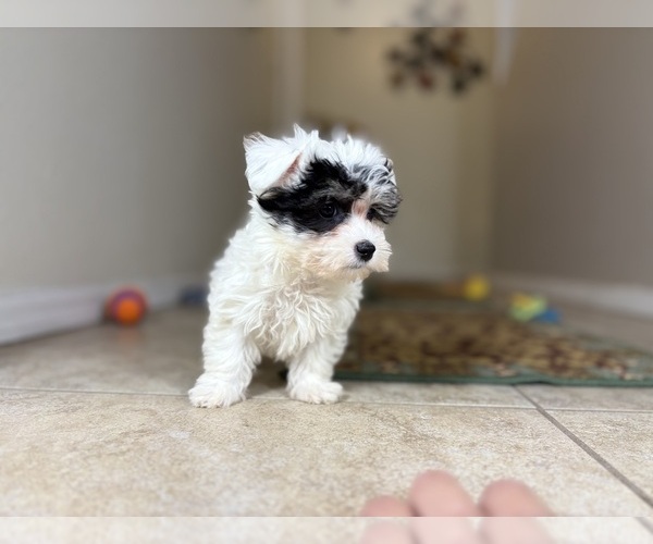 Medium Photo #5 Maltipoo Puppy For Sale in TUCSON, AZ, USA