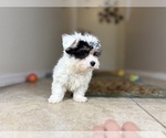 Small #4 Maltipoo
