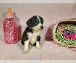 Small Photo #6 Bernedoodle-Poodle (Toy) Mix Puppy For Sale in BLACK FOREST, CO, USA