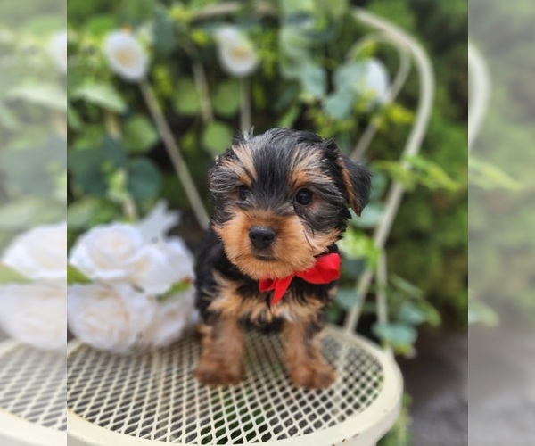 Medium Photo #5 Yorkshire Terrier Puppy For Sale in INDIANAPOLIS, IN, USA