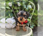 Small #4 Yorkshire Terrier