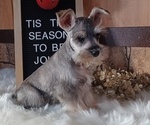 Puppy Bea Schnauzer (Miniature)