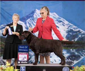 Father of the Labrador Retriever puppies born on 02/10/2026