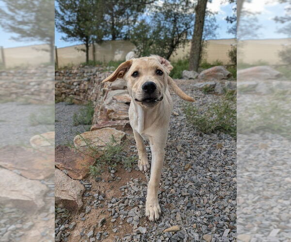Medium Photo #17 Golden Retriever-Unknown Mix Puppy For Sale in Vail, AZ, USA