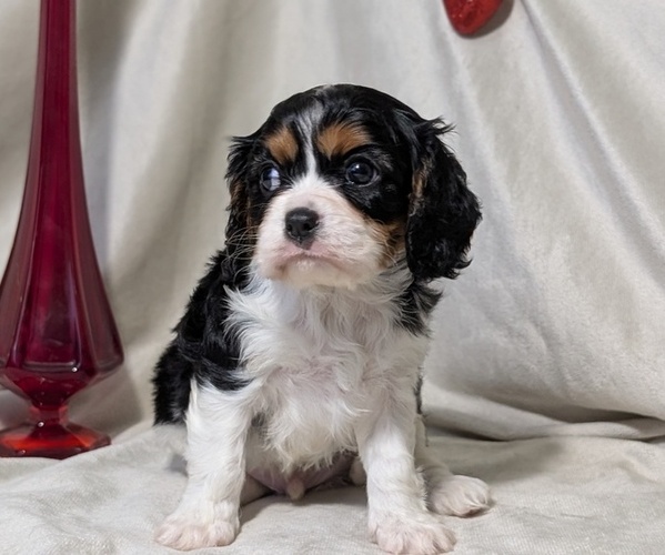 Medium Photo #2 Cavalier King Charles Spaniel Puppy For Sale in GOSHEN, IN, USA