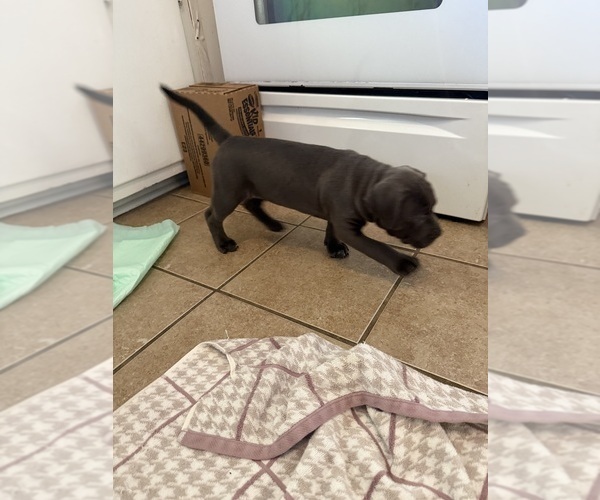 Medium Photo #13 American Pit Bull Terrier-American Staffordshire Terrier Mix Puppy For Sale in CHATTANOOGA, TN, USA