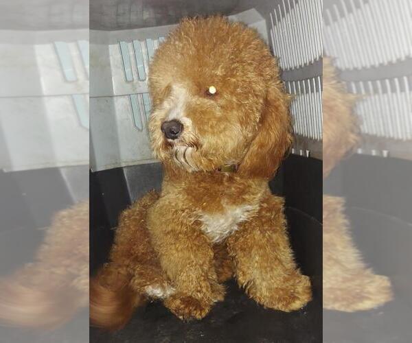 Medium Photo #5 Goldendoodle (Miniature) Puppy For Sale in DETROIT, MI, USA