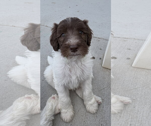 Medium Photo #2 Australian Shepherd-Unknown Mix Puppy For Sale in Sandy, UT, USA