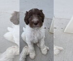 Small Photo #2 Australian Shepherd-Unknown Mix Puppy For Sale in Sandy, UT, USA
