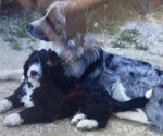 Small Photo #10 Aussiedoodle Puppy For Sale in CRAWFORDSVILLE, IN, USA