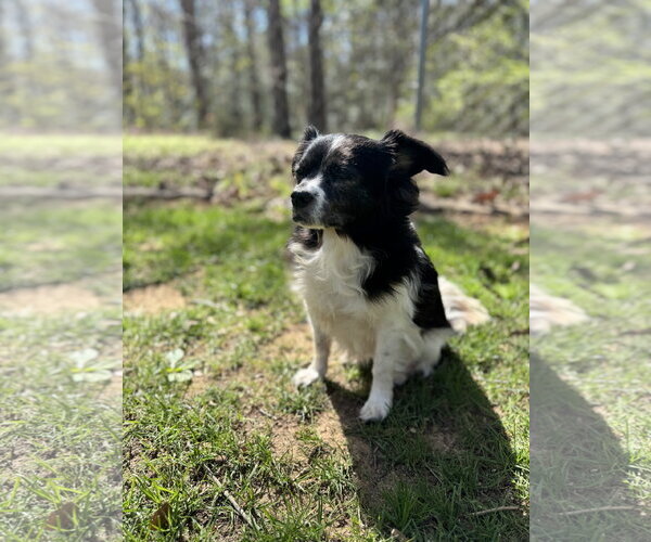 Medium Photo #2 Mutt Puppy For Sale in Thomasville, NC, USA