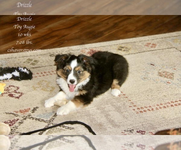 Medium Photo #19 Aussie-Corgi Puppy For Sale in LIND, WA, USA