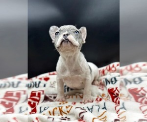 French Bulldog Puppy for sale in POTOMAC, MD, USA