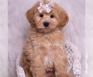 Medium Maltipoo (Miniature)