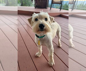 Medium Poodle (Miniature) Mix