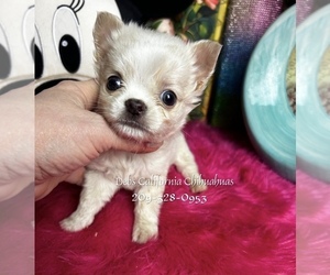 Chihuahua Puppy for Sale in TRACY, California USA