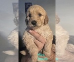 Small #5 Goldendoodle mix (+ Poodle Standard)