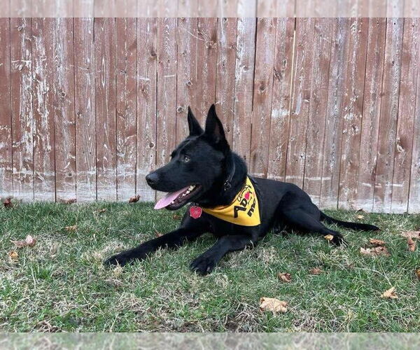 Medium Photo #3 Labrador Retriever-Unknown Mix Puppy For Sale in Westwood, NJ, USA