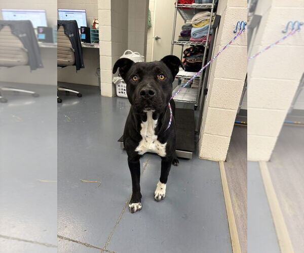 Medium Photo #3 Labrador Retriever-Unknown Mix Puppy For Sale in Evansville, IN, USA