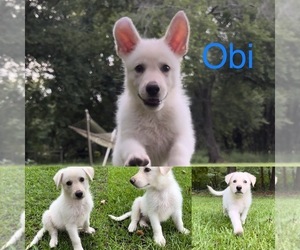 German Shepherd Dog Puppy for sale in E LAURINBURG, NC, USA