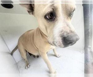 Mutt Dogs for adoption in Houston, TX, USA