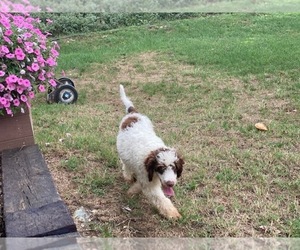 English Springer Spaniel-Poodle (Miniature) Mix Puppy for sale in LANCASTER, PA, USA
