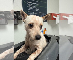 Chihuahua Dogs for adoption in Bakersfield, CA, USA