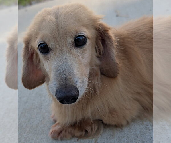 Medium Photo #3 Dachshund Puppy For Sale in Shelbyville, TN, USA