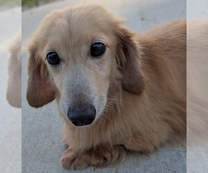 Dachshund Dogs for adoption in Shelbyville, TN, USA