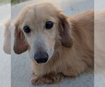 Small #2 Dachshund