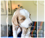 Small Photo #21 F2 Aussiedoodle-Irish Doodle Mix Puppy For Sale in SACRAMENTO, CA, USA