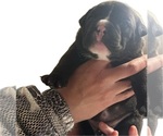 Small Photo #3 American Bully Puppy For Sale in OAK LAWN, IL, USA