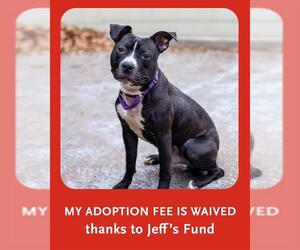 Mutt Dogs for adoption in Brewster, MA, USA