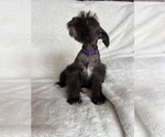 Small #8 Schnauzer (Miniature)