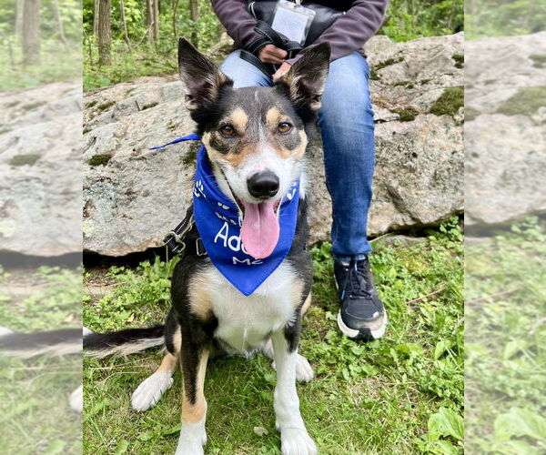 Medium Photo #13 Border Collie-Unknown Mix Puppy For Sale in Elmsford, NY, USA