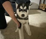Small Photo #1 Siberian Husky Puppy For Sale in BILLINGS, MT, USA