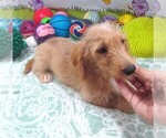 Small #4 Chiweenie-Poodle (Toy) Mix