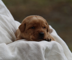 Labrador Retriever Litter for sale in HYDE PARK, VT, USA