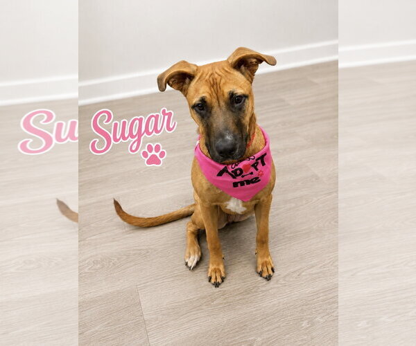 Medium Photo #15 Mutt Puppy For Sale in Euless, TX, USA
