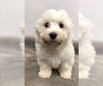 Small Bichon Frise