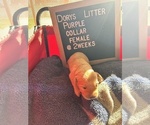 Small Photo #5 Golden Retriever Puppy For Sale in ONTARIO, CA, USA