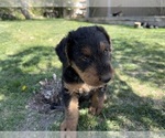 Puppy Lime Green Airedale Terrier