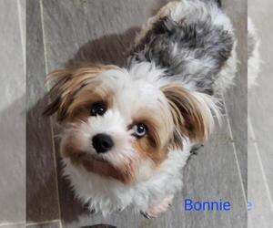 Mother of the Yorkshire Terrier puppies born on 02/25/2026