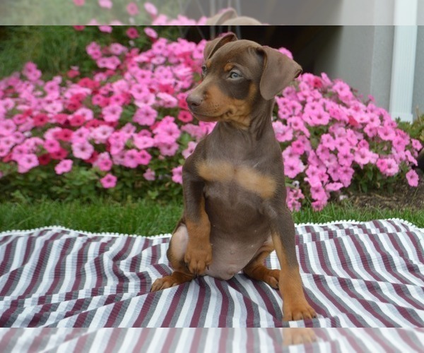 Medium Photo #2 Miniature Pinscher Puppy For Sale in PARADISE, PA, USA