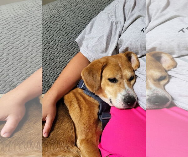 Medium Photo #11 Beagle-Unknown Mix Puppy For Sale in Germantown, OH, USA