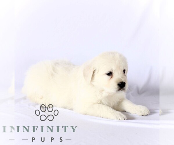 Medium Photo #4 English Cream Golden Retriever Puppy For Sale in GORDONVILLE, PA, USA