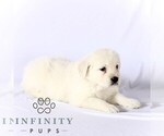 Small #3 English Cream Golden Retriever