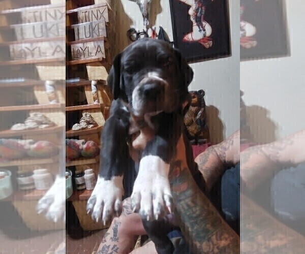 Medium Photo #6 Great Dane Puppy For Sale in WALSENBURG, CO, USA